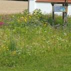 Moos-Langenisarhofen (2).JPG