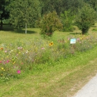 Moos-Langenisarhofen (3).JPG