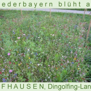 Niederbayern-blüht-2014_Seite_09.jpg