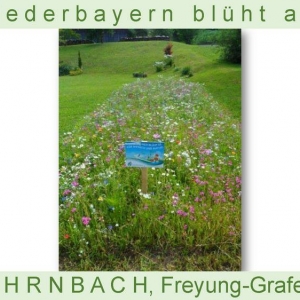 Niederbayern-blüht-2014_Seite_62.jpg