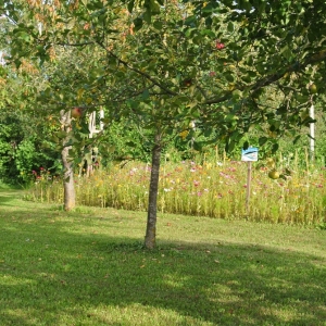 Aholming-3.jpg