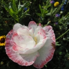 Blumenwiese GBV-Frichlkofen-4.JPG