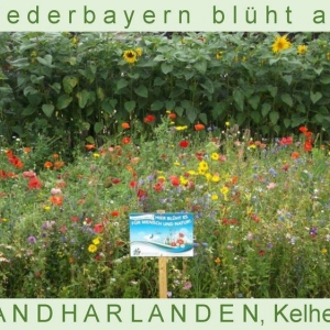 Niederbayern-blüht-2014_Seite_63.jpg