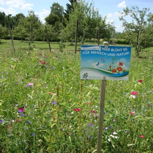 Blumenwiese-1-2.jpg