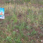 Bayerisch Eisenstein2.jpg