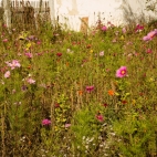 Blumenwiese_Lengthal_7759.jpg