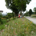 Wildthurn1.JPG