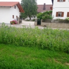 Haberskirchen.JPG