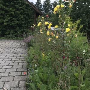 Haus-im-Wald.jpg
