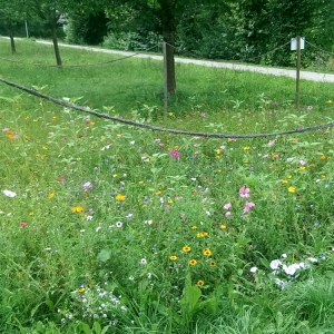 aufhausen2.jpg