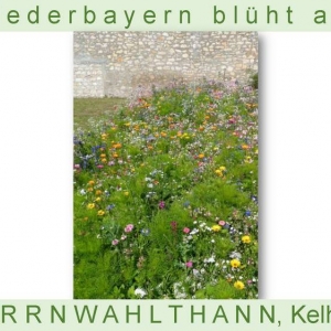 Niederbayern-blüht-2014_Seite_31.jpg