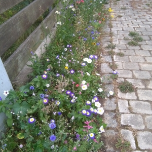 Haidlfing-IMG_20170627_130905.jpg