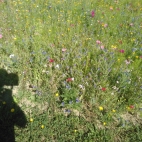 Kirchberg i. Wald 1.jpg