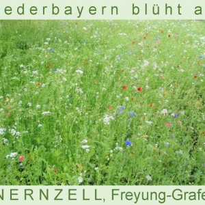 Niederbayern-blüht-2014_Seite_36.jpg