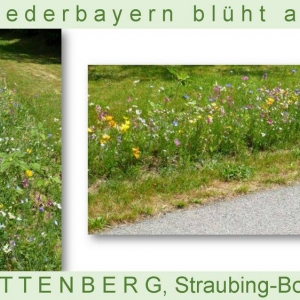 Niederbayern-blüht-2014_Seite_60.jpg