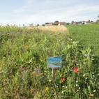 Blumenwiese GBV-Frichlkofen -1.JPG