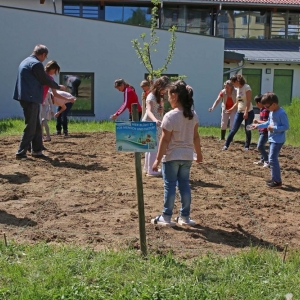 Blumenwiese3.jpg