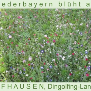 Niederbayern-blüht-2014_Seite_08.jpg