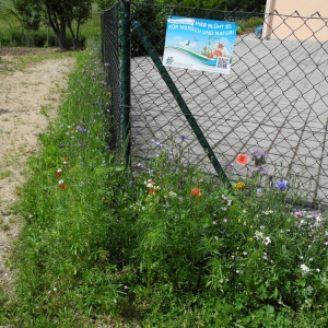 Haindling-1.jpg