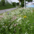 Niederumelsdorf Haid (1).jpg