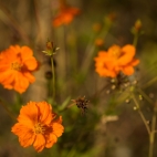 Blumenwiese_Lengthal_7777.jpg