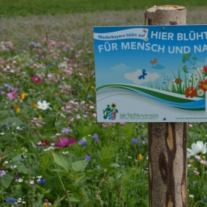Hagenau41.jpg