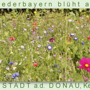 Niederbayern-blüht-2014_Seite_52.jpg