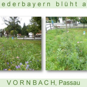 Niederbayern-blüht-2014_Seite_71.jpg