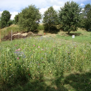 Blumenwiese-1.jpg