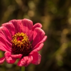 Blumenwiese_Lengthal_7774.jpg