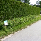 Viecht (2).JPG