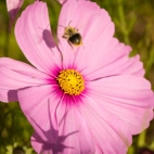 Blumenwiese_Lengthal_7769.jpg