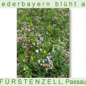 Niederbayern-blüht-2014_Seite_20.jpg