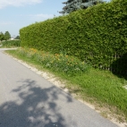 Viecht (3).JPG